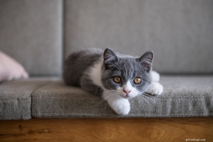 Effective Strategies to Prevent Cat Spraying and Keep Your Home Fresh