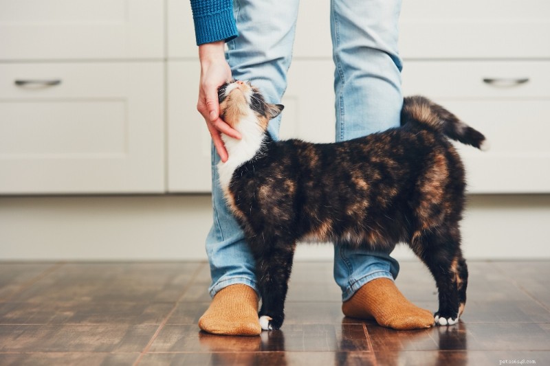 How Cats Express Gratitude: Scientific Insights into Their Thank-You Signals