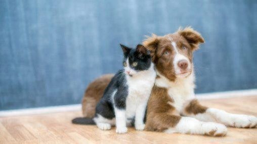 Cats vs. Dogs: Unpacking the Intelligence Debate