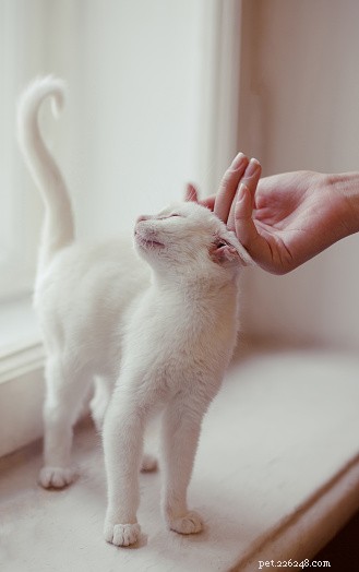 Is Your Cat Seeing You as Its Mother? Understanding the Human-Cat Bond