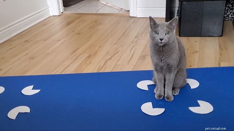 Scientific Study Confirms Cats Prefer Boxes—Even When It s an Illusion