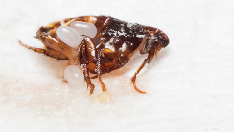 Fast & Proven Ways to Eliminate Fleas from Your Dog