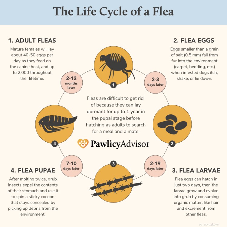 Fast & Proven Ways to Eliminate Fleas from Your Dog
