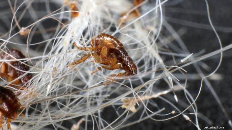 Fast & Proven Ways to Eliminate Fleas from Your Dog