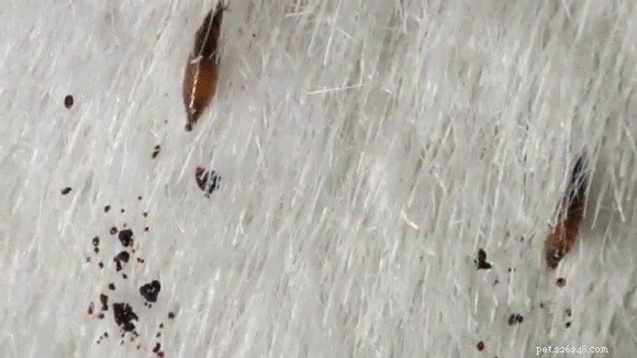 Fast & Proven Ways to Eliminate Fleas from Your Dog