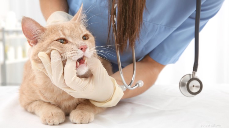 5 Key Facts About Cat Teeth Every Owner Should Know