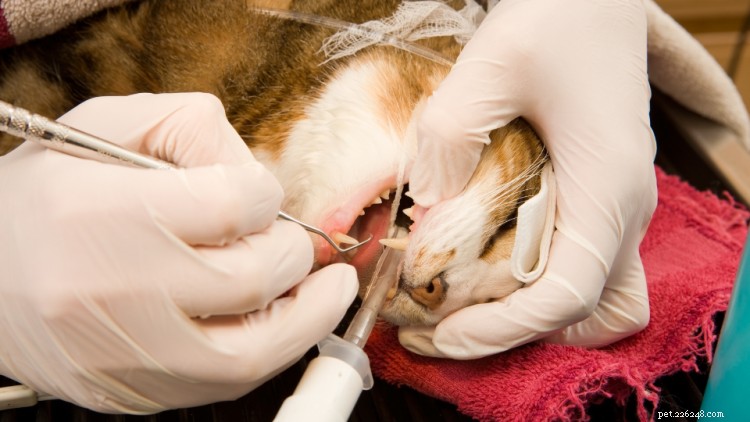 Cat Dental Cleaning Costs in 2022: Complete Price Guide & Care Tips