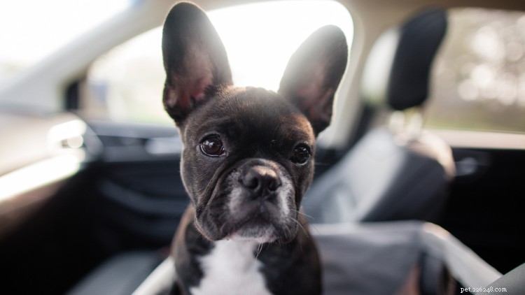 Why Your Puppy is Vomiting and How to Respond Safely