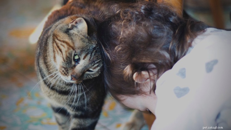 13 Intriguing Cat Behaviors Explained – What Your Feline Really Means