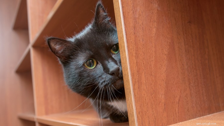 13 Intriguing Cat Behaviors Explained – What Your Feline Really Means