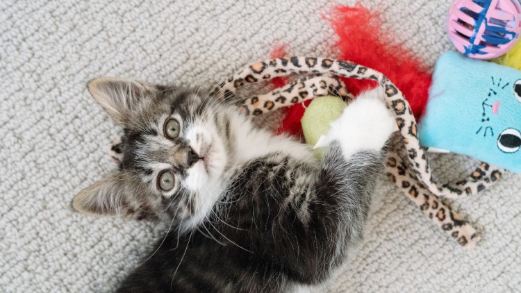 7 Essential Tips for Preparing Your Home Before Adopting a Kitten