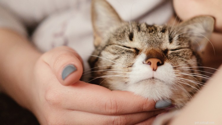 What Causes Kitten Sneezing? Vet-Approved Solutions & Tips