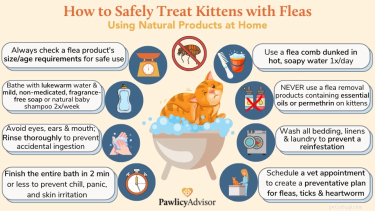 Safe, Effective Ways to Remove Fleas from Kittens