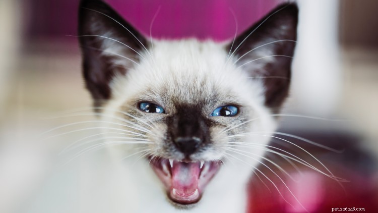 Stop the Excessive Meowing: Causes & Solutions for Your Cat