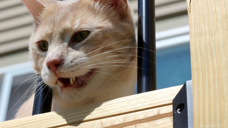 Stop the Excessive Meowing: Causes & Solutions for Your Cat