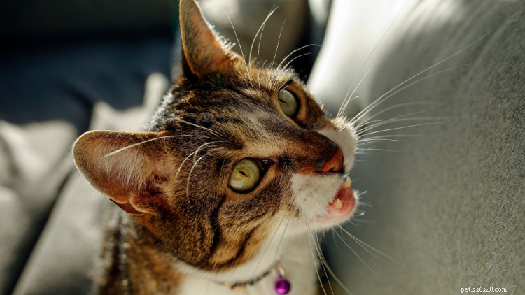 Stop the Excessive Meowing: Causes & Solutions for Your Cat