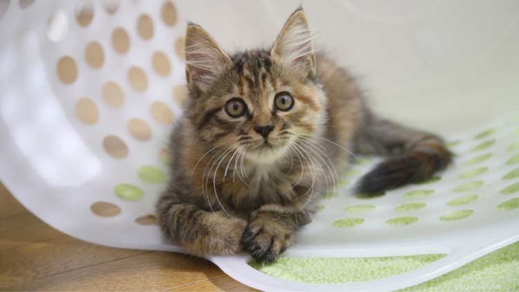 The Complete Guide to Kitten-Proofing Your Home, Office, and Bedroom