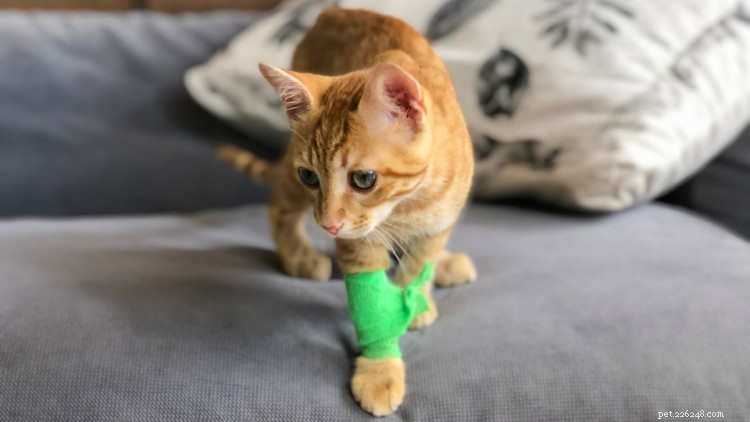 Top Kitten Health Risks: Key Illnesses & Injuries to Watch For