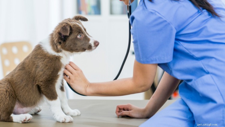 Understanding Congenital Health Issues in Puppies