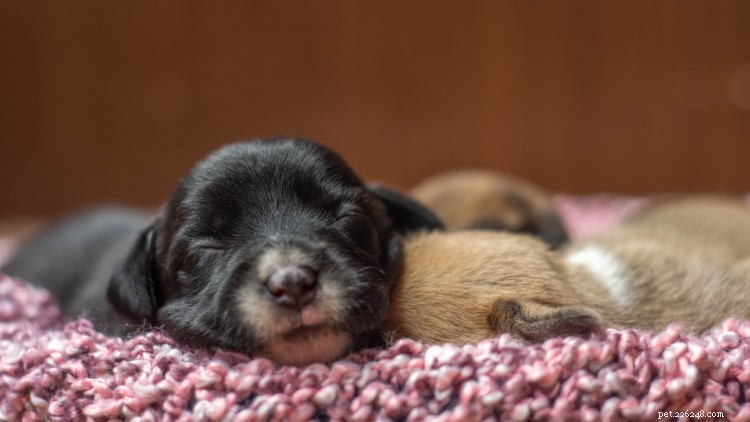 Understanding Congenital Health Issues in Puppies
