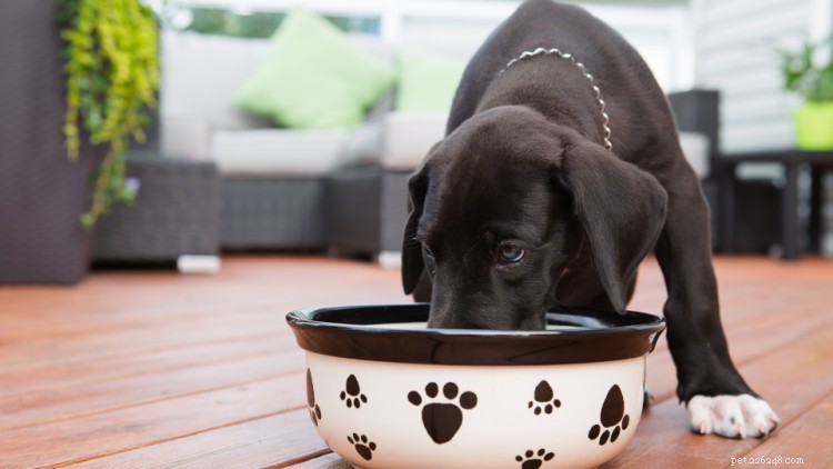 Choosing the Ideal Food for Your Large‑Breed Puppy: Vet‑Approved Tips