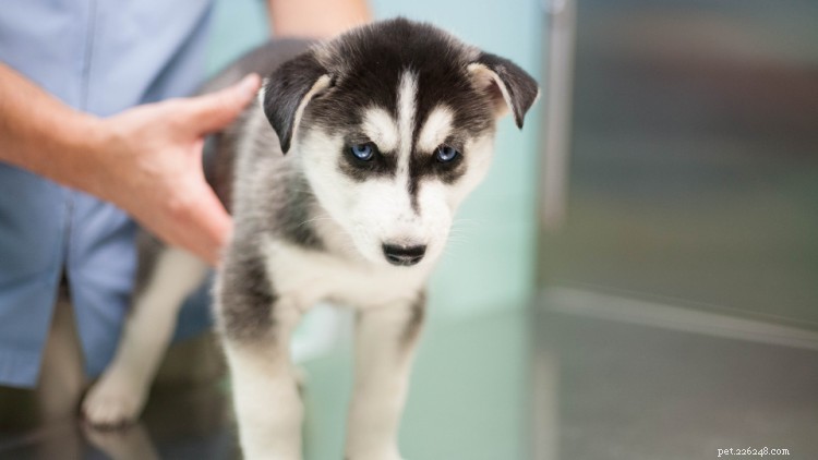 5 Common Puppy Illnesses to Watch for and How to Protect Your New Companion
