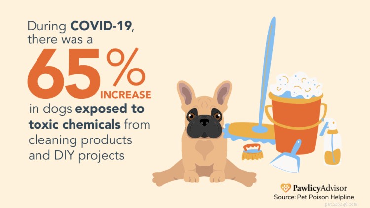 Top 10 Household Hazards Endangering Dogs & Puppies – Expert Safety Guide
