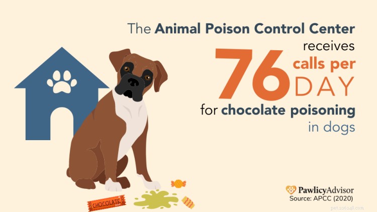 Top 10 Household Hazards Endangering Dogs & Puppies – Expert Safety Guide