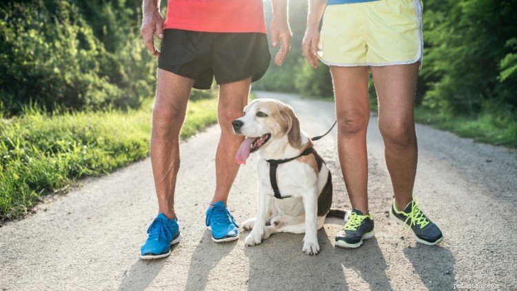 Get Fit with Your Dog: 3 Proven Workouts for Every Breed