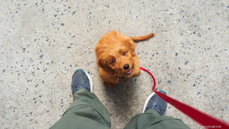 10 Essential Steps to Raising a Healthy Puppy: A New Pet Parent’s Guide