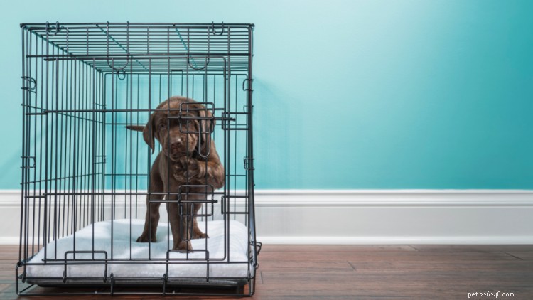 10 Essential Steps to Raising a Healthy Puppy: A New Pet Parent’s Guide