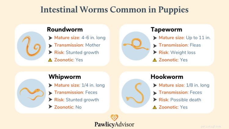 The Ultimate Puppy Deworming Guide: A Complete Schedule for Healthy Growth