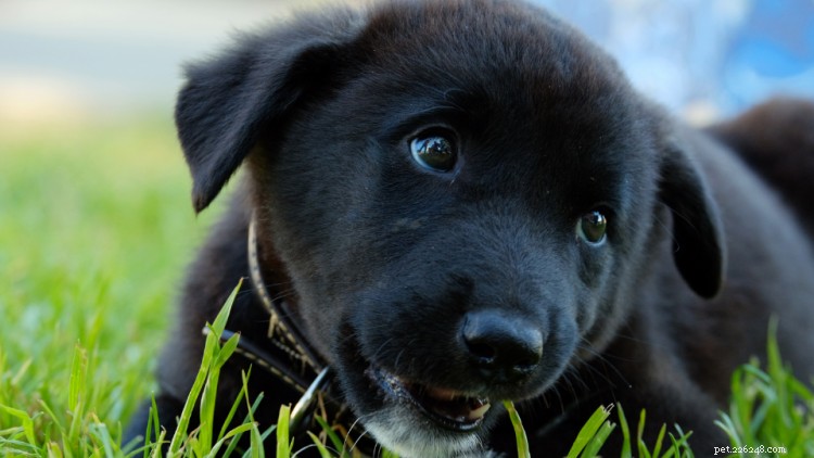 Protect Your Puppy: Common Parasites, Symptoms, Treatment, and Costs