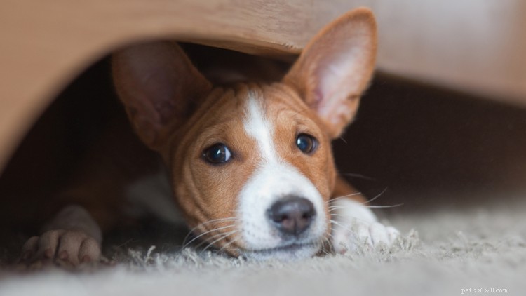 Complete Guide to Puppy-Proofing Your Home, Bedroom, Bathroom, and Yard: Safety Checklist