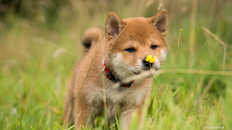 Proven Puppy Training Techniques: Choose the Best Method for Your Dog