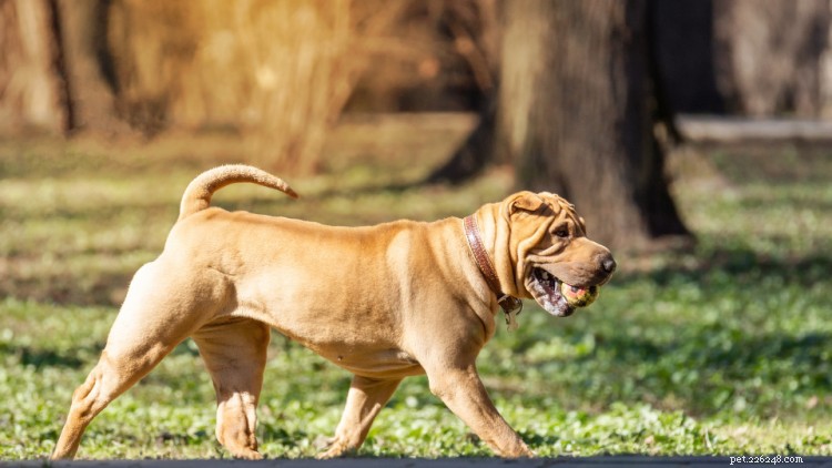 Why I Almost Skipped Pet Insurance—and the Unexpected Impact on My Shar‑Pei