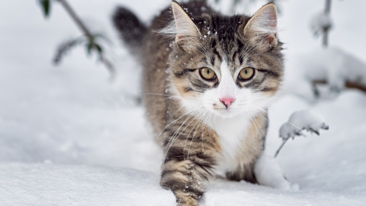 Cat Frostbite: Symptoms, Immediate Care, and Prevention Guide