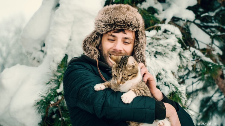 Cat Frostbite: Symptoms, Immediate Care, and Prevention Guide