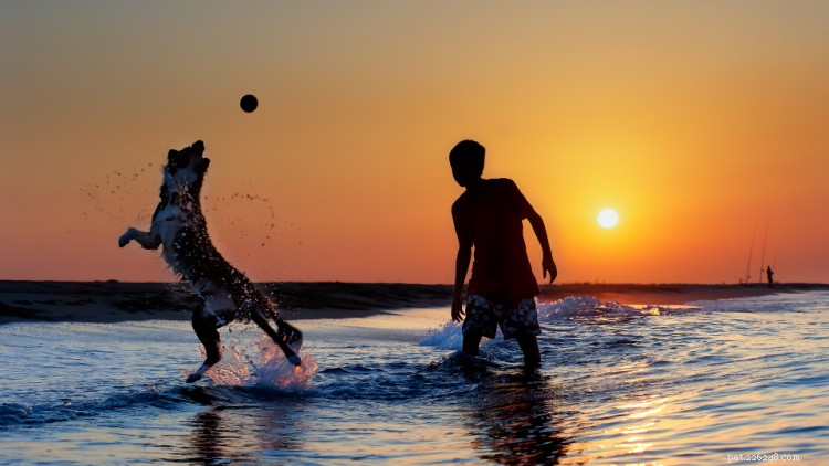 Top U.S. Dog-Friendly Cities of 2022: Where Pets Thrive