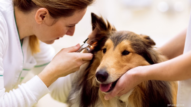 Can Dogs Catch Colds? Expert Guide to Symptoms, Prevention, and Care