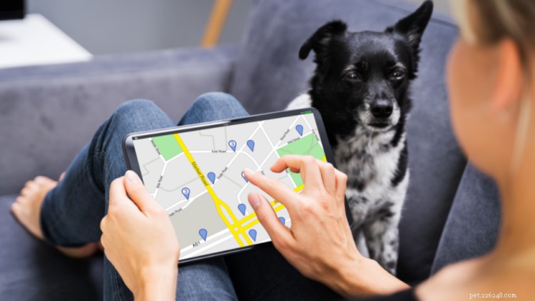 Top U.S. Dog-Friendly Cities of 2022: Where Pets Thrive