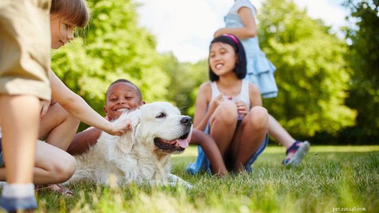 The Ultimate Golden Retriever Guide: History, Traits & Care Tips