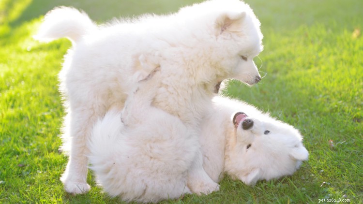 Samoyed Puppy Growth & Weight Chart: Size Progress for Males & Females by Age