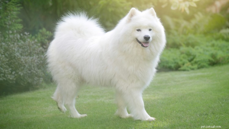 Samoyed Puppy Growth & Weight Chart: Size Progress for Males & Females by Age