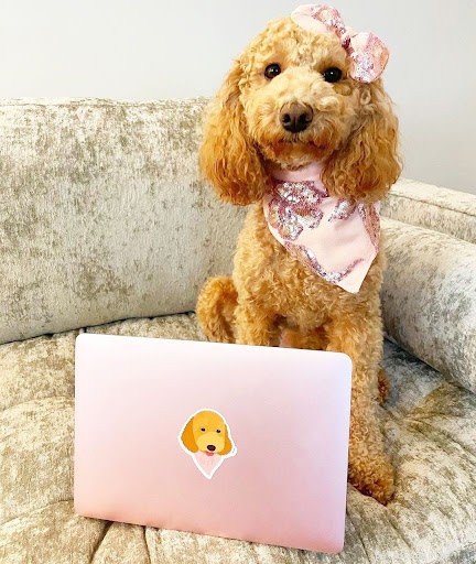 10 Adorable Dogs Showing Their Work Ethic (Cute Photos)