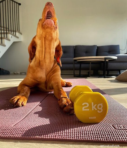 10 Adorable Dogs Showing Their Work Ethic (Cute Photos)