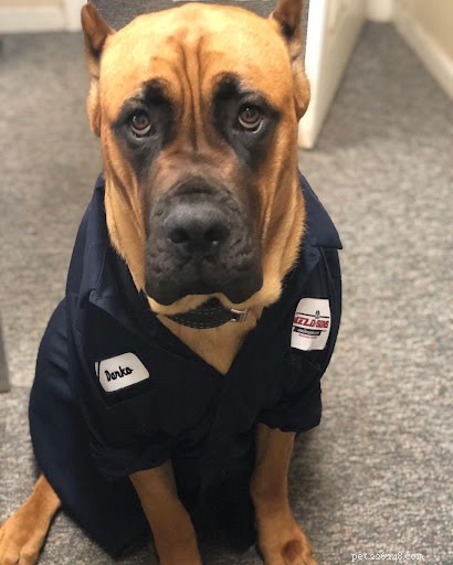 10 Adorable Dogs Showing Their Work Ethic (Cute Photos)