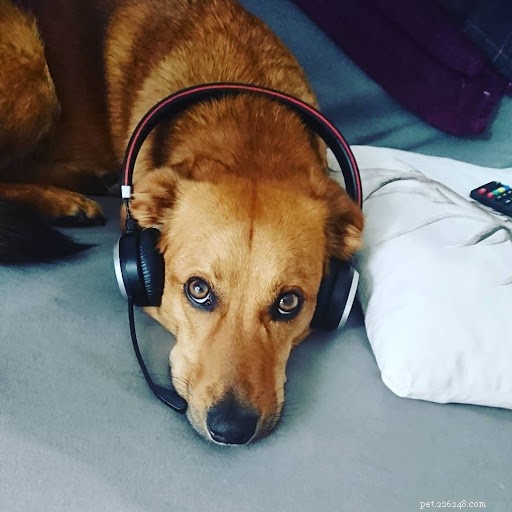10 Adorable Dogs Showing Their Work Ethic (Cute Photos)