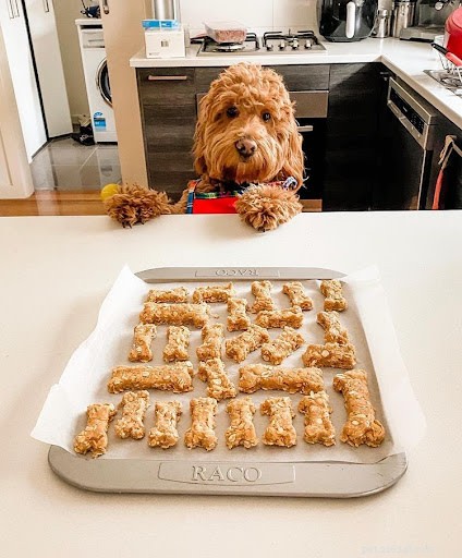 10 Adorable Dogs Showing Their Work Ethic (Cute Photos)
