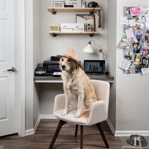 10 Adorable Dogs Showing Their Work Ethic (Cute Photos)
